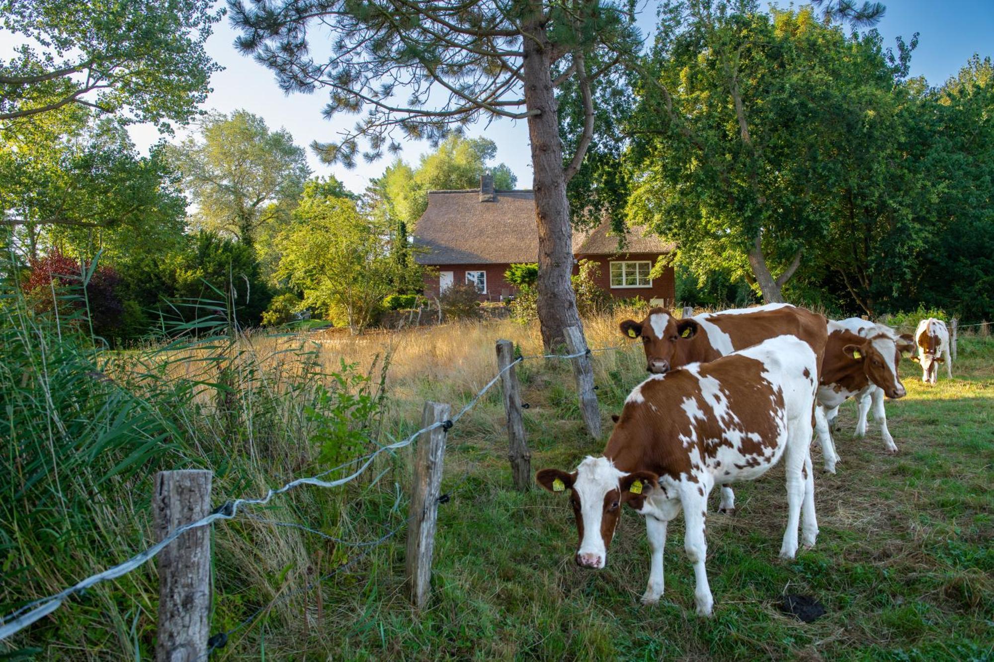 Reetdachhaus Eiderblick Vila Breiholz Exterior foto